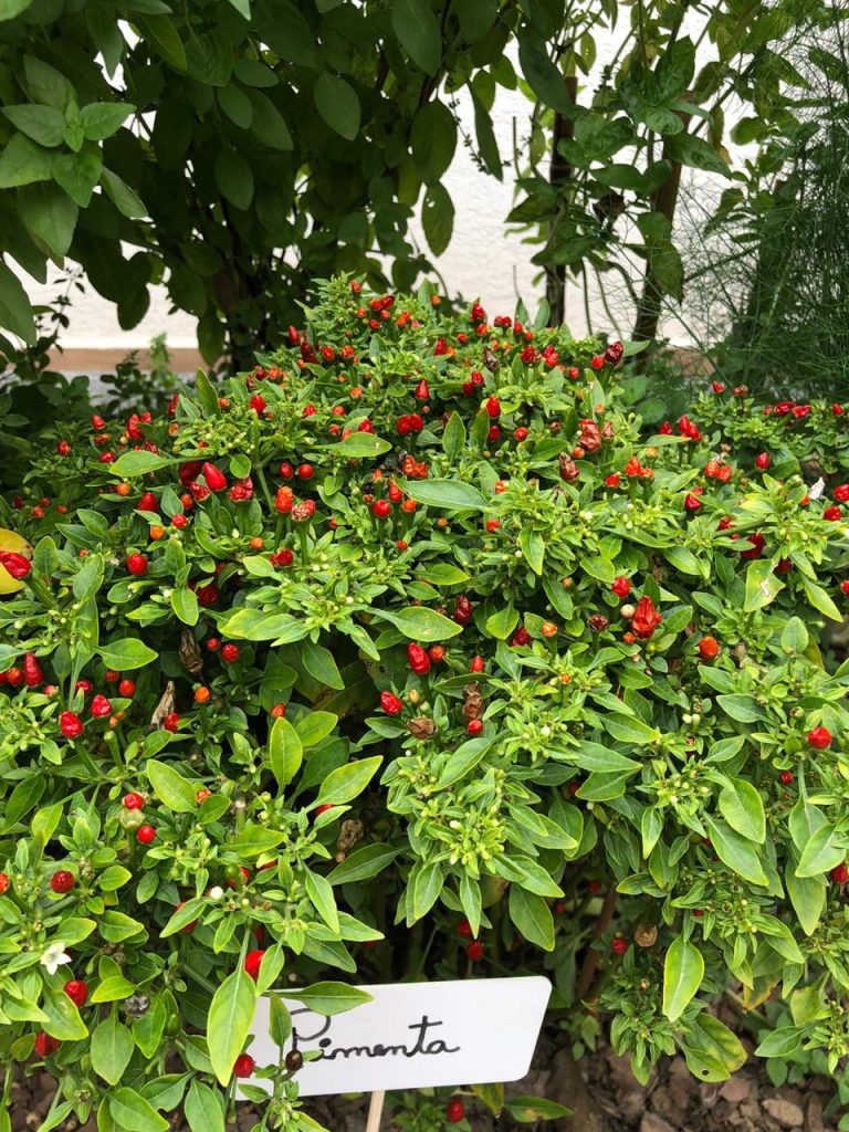 Horta comunitária de pimentas