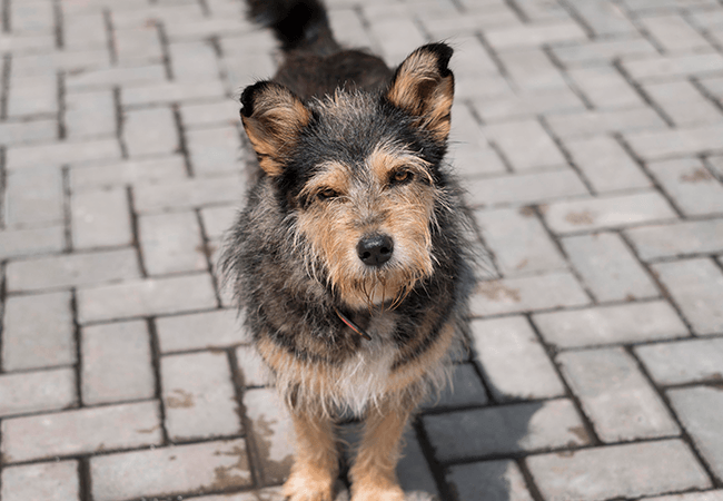 Alimentar animais de rua em áreas comuns de Condomínios: Isso é permitido?